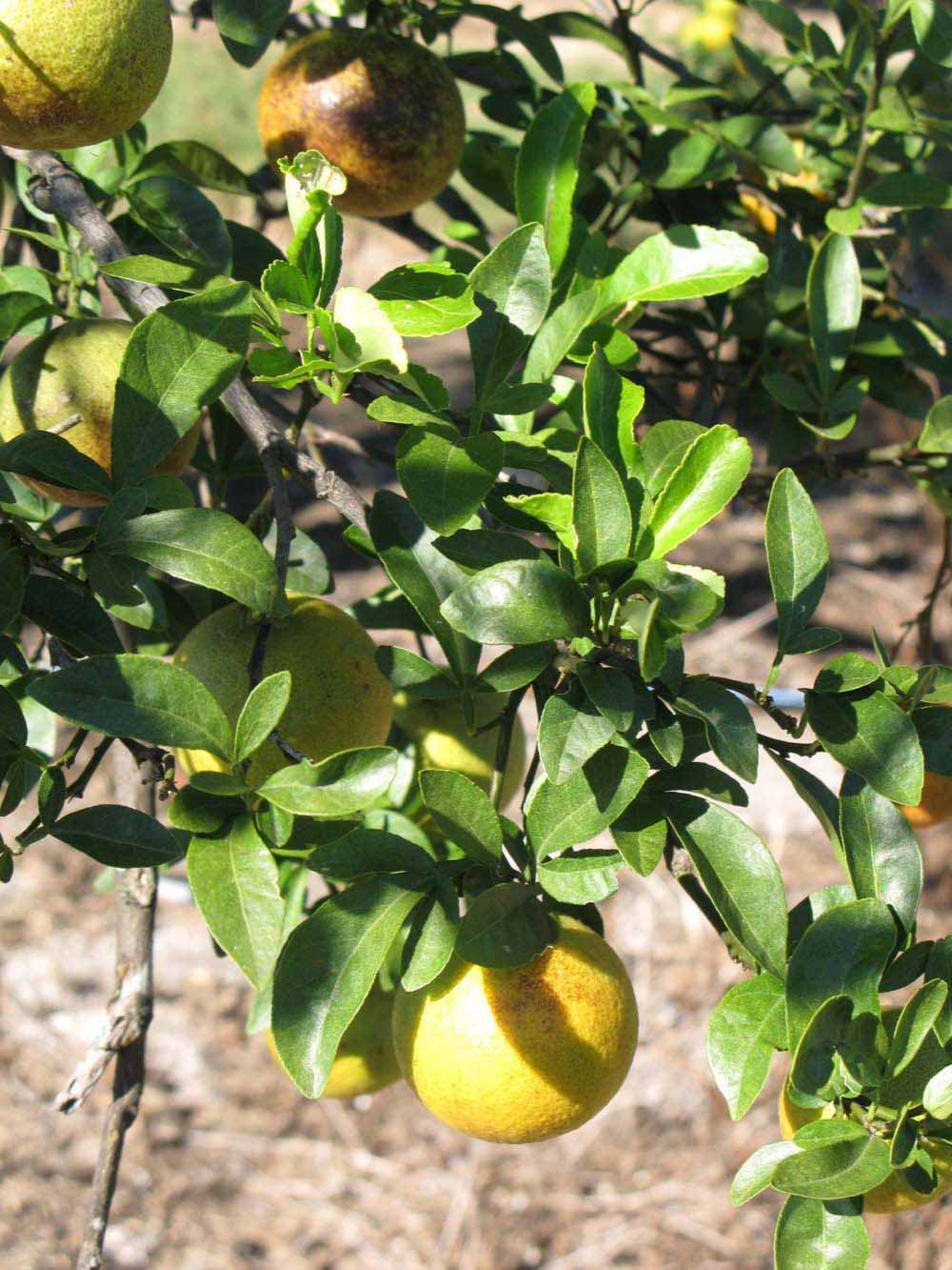              Sun leaves (Winter Haven, FL)       